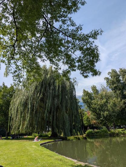 Trauerweide neben einem Teich.